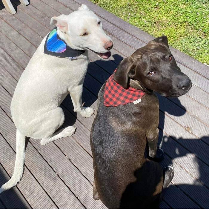 Pet and house sitting job in North New Brighton Christchurch